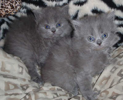 blue kittens