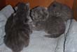 british blue kittens