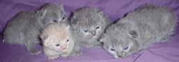 british blue kittens