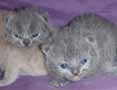 british blue kittens