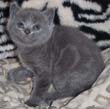 blue kitten