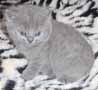 blue kitten