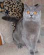blue British Cat