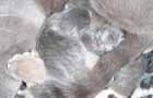 british kittens