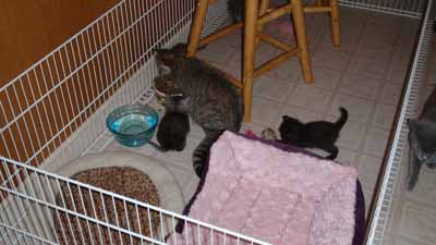 kitten play pen