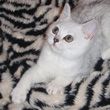 shaded silver british kitten