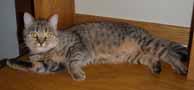 brown tabby british shorthair cat