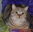 british shorthair cats