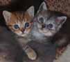 british kittens