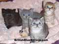 4 week old british kittens