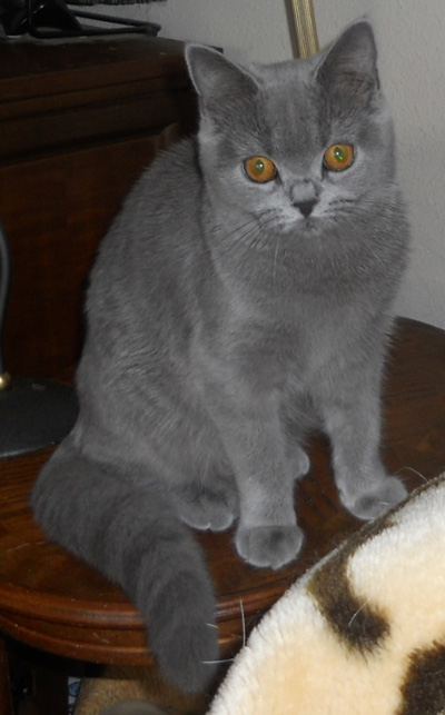 british blue kittens