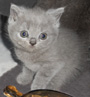 blue british kitten