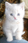 cream british kitten