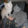 2 british kittens