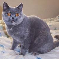 british shorthair blue