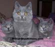 Blue British Shorthair Kittens