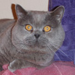 British Blue Cat