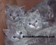 Blue British Shorthair Kittens