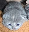 Blue British Shorthair Kittens