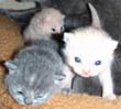 Blue British Shorthair Kittens
