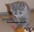 Blue British Shorthair Kittens