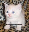 cream british kitten