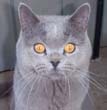 British Blue stud cat