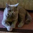 British Blue kittens
