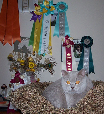 Double Grand Champion Lila British cat show ribbons