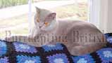 Double Grand Champion lilac british shorthair cat