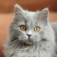 british blue longhair