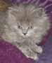 british longhair