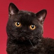 black Selkirk Rex cat