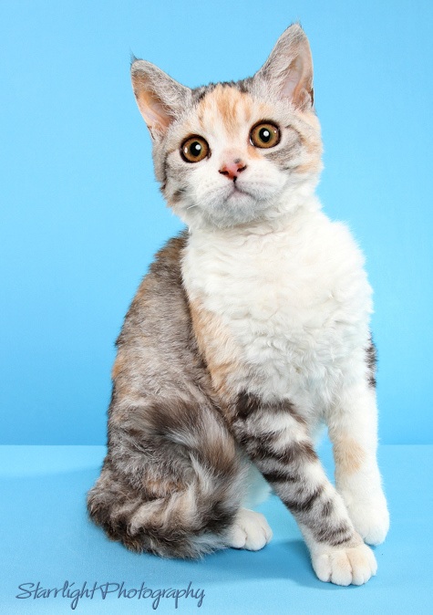 short haired selkirk rex