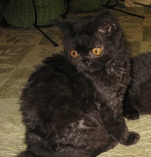 black Selkirk Rex cat