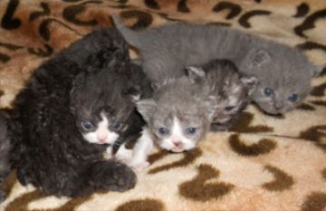 Selkirk Rex kittens