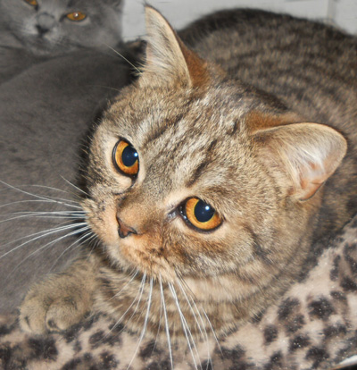 brown tabby British