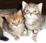 brown tabby kittens