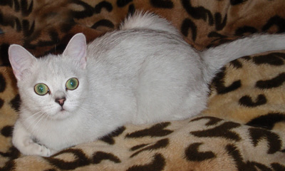 shaded silver british cat