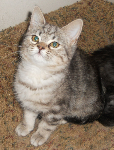silver classic tabby kitten