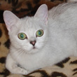 shaded silver british kitten