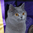 british blue kitten
