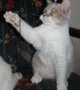 lilac calico british kitten