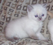 lilac point british kitten