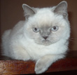 lilac colorpoint British Shorthair kitten
