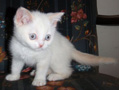red point british kitten
