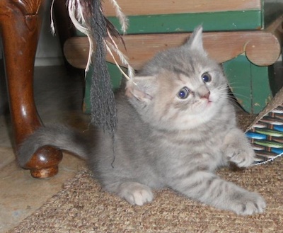 blue torbie shorthair girl