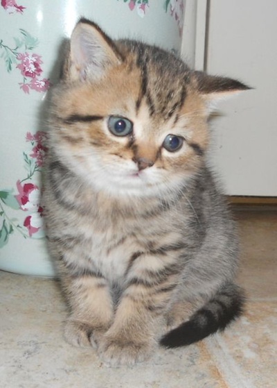 brown tabby shorthair boy