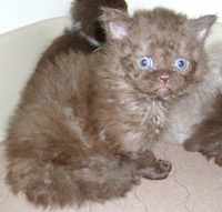 chocolate Selkirk Rex kitten
