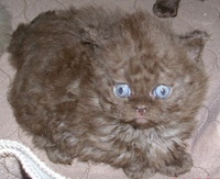 chocolate Selkirk Rex kitten